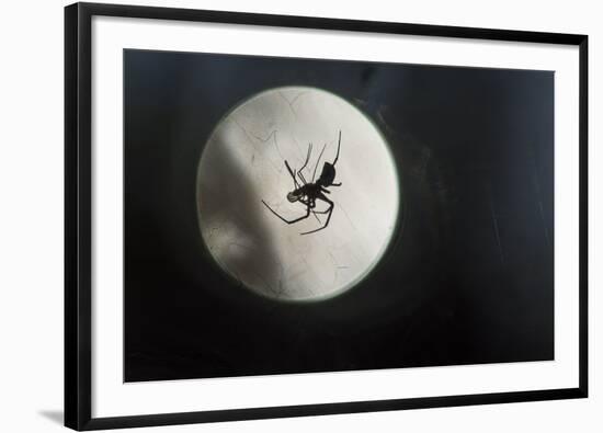 Silhouette of a Spider in the Back Light in Front of the Round Arachnida-Falk Hermann-Framed Photographic Print