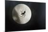 Silhouette of a Spider in the Back Light in Front of the Round Arachnida-Falk Hermann-Mounted Photographic Print