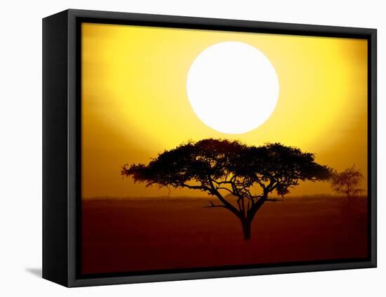 Silhouette of a Tree at Sunrise, Tanzania-null-Framed Stretched Canvas