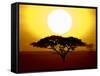 Silhouette of a Tree at Sunrise, Tanzania-null-Framed Stretched Canvas