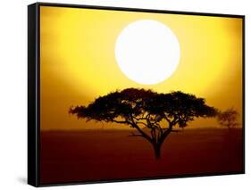 Silhouette of a Tree at Sunrise, Tanzania-null-Framed Stretched Canvas