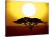 Silhouette of a Tree at Sunrise, Tanzania-null-Stretched Canvas