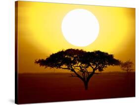 Silhouette of a Tree at Sunrise, Tanzania-null-Stretched Canvas