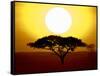 Silhouette of a Tree at Sunrise, Tanzania-null-Framed Stretched Canvas