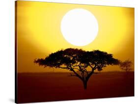 Silhouette of a Tree at Sunrise, Tanzania-null-Stretched Canvas