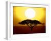 Silhouette of a Tree at Sunrise, Tanzania-null-Framed Premium Photographic Print