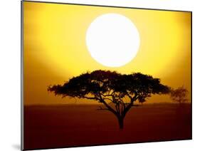 Silhouette of a Tree at Sunrise, Tanzania-null-Mounted Premium Photographic Print