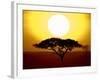 Silhouette of a Tree at Sunrise, Tanzania-null-Framed Photographic Print