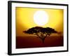 Silhouette of a Tree at Sunrise, Tanzania-null-Framed Photographic Print