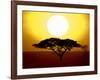 Silhouette of a Tree at Sunrise, Tanzania-null-Framed Photographic Print