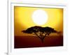 Silhouette of a Tree at Sunrise, Tanzania-null-Framed Photographic Print