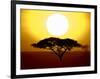 Silhouette of a Tree at Sunrise, Tanzania-null-Framed Photographic Print