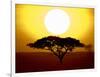 Silhouette of a Tree at Sunrise, Tanzania-null-Framed Photographic Print