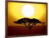 Silhouette of a Tree at Sunrise, Tanzania-null-Framed Photographic Print