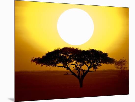 Silhouette of a Tree at Sunrise, Tanzania-null-Mounted Photographic Print