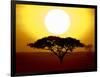 Silhouette of a Tree at Sunrise, Tanzania-null-Framed Photographic Print