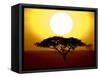 Silhouette of a Tree at Sunrise, Tanzania-null-Framed Stretched Canvas