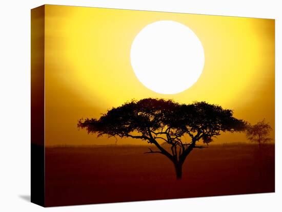 Silhouette of a Tree at Sunrise, Tanzania-null-Stretched Canvas