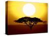 Silhouette of a Tree at Sunrise, Tanzania-null-Stretched Canvas