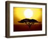 Silhouette of a Tree at Sunrise, Tanzania-null-Framed Photographic Print