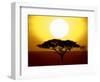 Silhouette of a Tree at Sunrise, Tanzania-null-Framed Photographic Print