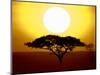 Silhouette of a Tree at Sunrise, Tanzania-null-Mounted Photographic Print