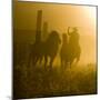 Silhouette of a Wrangler Roping Horses, Ponderosa Ranch, Seneca, Oregon, USA-Wendy Kaveney-Mounted Photographic Print