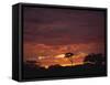 Silhouette of African Trees at Sunrise, Uganda, East Africa, Africa-Dominic Harcourt-webster-Framed Stretched Canvas