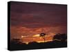 Silhouette of African Trees at Sunrise, Uganda, East Africa, Africa-Dominic Harcourt-webster-Stretched Canvas