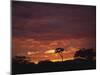 Silhouette of African Trees at Sunrise, Uganda, East Africa, Africa-Dominic Harcourt-webster-Mounted Photographic Print