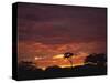 Silhouette of African Trees at Sunrise, Uganda, East Africa, Africa-Dominic Harcourt-webster-Stretched Canvas