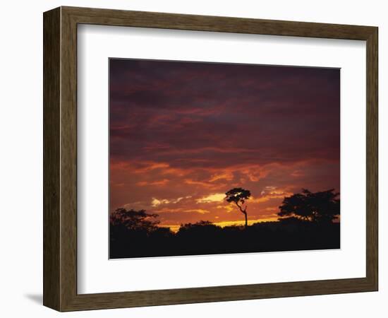 Silhouette of African Trees at Sunrise, Uganda, East Africa, Africa-Dominic Harcourt-webster-Framed Photographic Print