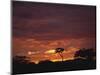 Silhouette of African Trees at Sunrise, Uganda, East Africa, Africa-Dominic Harcourt-webster-Mounted Photographic Print