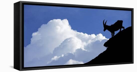 Silhouette of Alpine Ibex (Capra Ibex) Against Thunderstorm Clouds-Philippe Clement-Framed Stretched Canvas