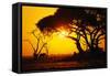 Silhouette of an African Elephant at Sunrise-Paul Souders-Framed Stretched Canvas