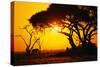 Silhouette of an African Elephant at Sunrise-Paul Souders-Stretched Canvas