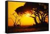 Silhouette of an African Elephant at Sunrise-Paul Souders-Framed Stretched Canvas