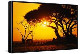 Silhouette of an African Elephant at Sunrise-Paul Souders-Framed Stretched Canvas
