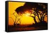 Silhouette of an African Elephant at Sunrise-Paul Souders-Framed Stretched Canvas