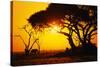 Silhouette of an African Elephant at Sunrise-Paul Souders-Stretched Canvas