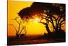 Silhouette of an African Elephant at Sunrise-Paul Souders-Stretched Canvas