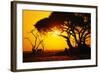 Silhouette of an African Elephant at Sunrise-Paul Souders-Framed Photographic Print