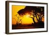 Silhouette of an African Elephant at Sunrise-Paul Souders-Framed Photographic Print