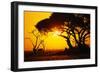 Silhouette of an African Elephant at Sunrise-Paul Souders-Framed Photographic Print