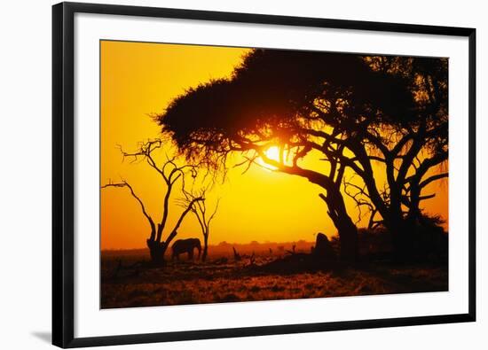 Silhouette of an African Elephant at Sunrise-Paul Souders-Framed Photographic Print