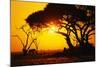 Silhouette of an African Elephant at Sunrise-Paul Souders-Mounted Photographic Print