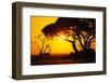 Silhouette of an African Elephant at Sunrise-Paul Souders-Framed Photographic Print