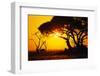 Silhouette of an African Elephant at Sunrise-Paul Souders-Framed Photographic Print