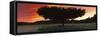 Silhouette of Apple tree at sunset, Bath, Sagadahoc County, Maine, USA-Panoramic Images-Framed Stretched Canvas