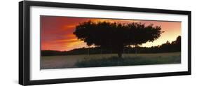 Silhouette of Apple tree at sunset, Bath, Sagadahoc County, Maine, USA-Panoramic Images-Framed Photographic Print